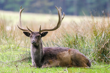 Male fallow deer - stag - with large antlers lying down during the autumn rut.