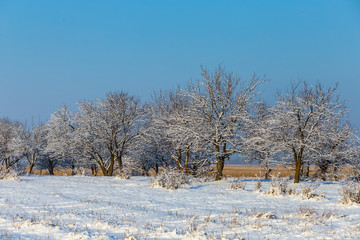 snowbound small grove among a winter plains