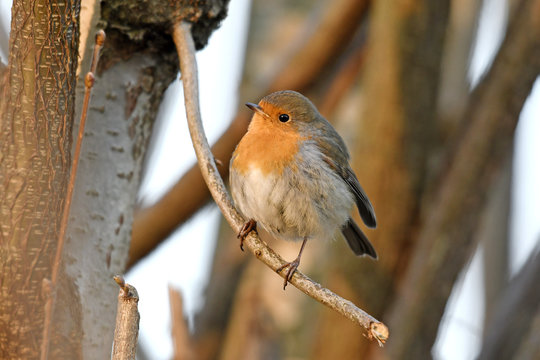 Rotkehlchen (Erithacus rubecula) - robin 