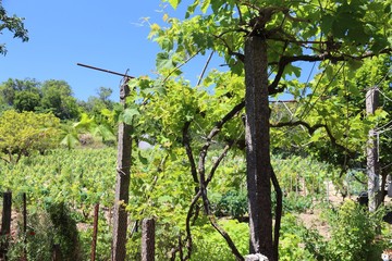 Fototapeta premium Vineyard in Greece