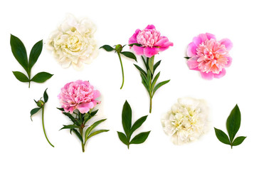 Pink and white peonies on a white background. Top view, flat lay.