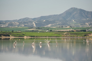 Fototapeta na wymiar Salt lake of Larnaca and flamingos