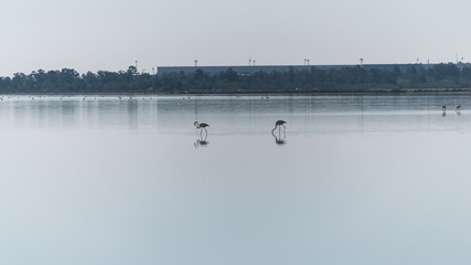 Salt lake of Larnaca and flamingos