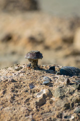 Metal mushroom on concrete