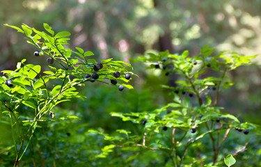 Fototapeta na wymiar Shrubs with ripe fruit wild bilberries in forest in sunlight.