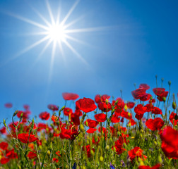 beautiful red poppy field under a sparkle sun
