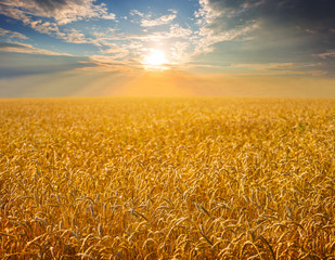 Naklejka premium summer wheat field at the sunset