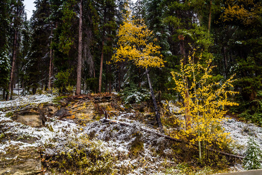 From the Bow Valley Parkway, Banff National Park, Alberta, Canada