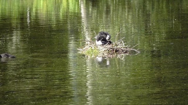 Natatorial birds of Eurasian coot builds nests for the ptets.The Eurasian coot (Fulica atra), also known as the common coot, is a member of the rail and crake bird family Rallidae.