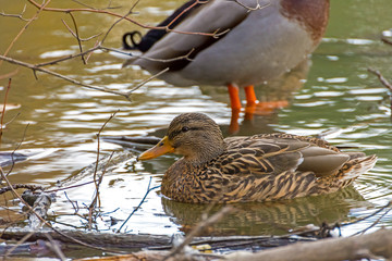 duck wild on the lake