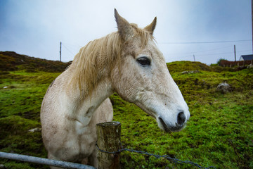 Obraz na płótnie Canvas White Horse on Irish farm