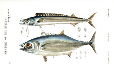 Illustration of the animal.