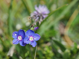 blaublühender Ehrenpreis in den Bergen