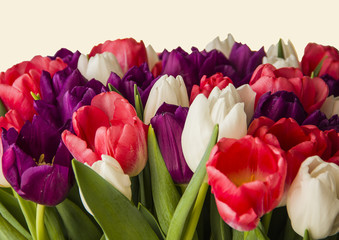 Beautiful bouquet of spring fresh and delicate tulips cream, pink, purple