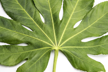Green fig leaf isolated on white background