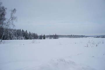 Beatiful winter forest in Russia