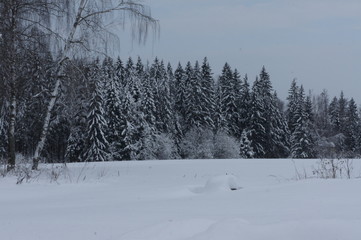 Beatiful winter forest in Russia