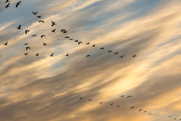 vol de grues au levée du soleil 