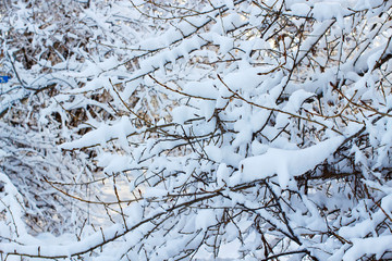 background of trees for a double exposure, many branches, branches in snow, snow on branches, snow on trees