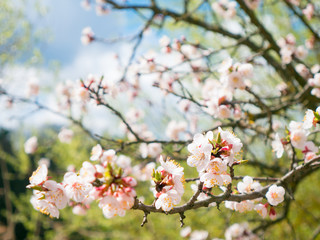 Blossoming of the apricot tree in spring time with white beautiful flowers. Macro image with copy space. Natural seasonal background.