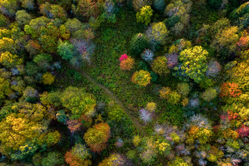 Autumn forest aerial