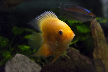 The fish Heros severus in the aquarium. Orange ornamental fish.