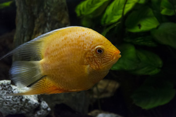 The fish Heros severus in the aquarium. Orange ornamental fish.