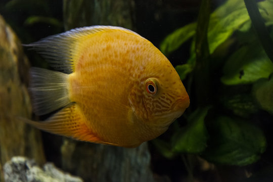 The fish Heros severus in the aquarium. Orange ornamental fish.