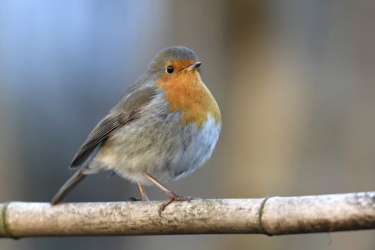 Rotkehlchen (Erithacus rubecula) - robin 