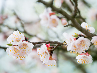 Blossoming of the apricot tree in spring time with white beautiful flowers. Macro image with copy space. Natural seasonal background.