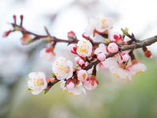 Fototapeta na wymiar White flowers on a branch of a blossoming apricot tree in spring.