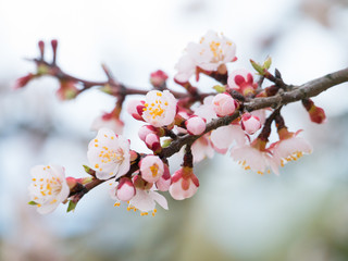 Abstract seasonal spring floral background. Blooming tree branches with apricot white flowers. For easter greeting cards with copy space