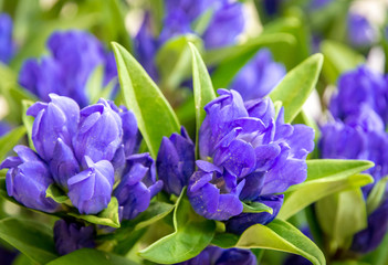 clustered gentian (Gentiana triflora) is a tall, flowering perennial plant in the genus Gentiana native to higher-elevation (600–1000 m) meadows and forests of China.Closeup of purple wildflowers