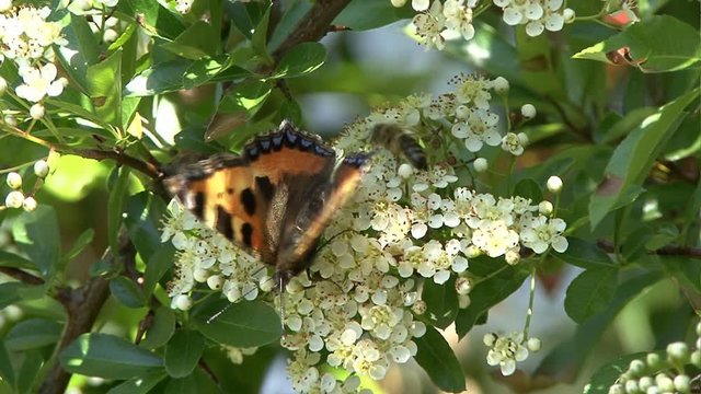 nectar, nutrition, orange, ornament, pattern, plant, pollen, pollinating, seed, shrub, smaller, studious, wasp, white, wing, wood, work, yellow, bee, black, blossom, blossoms, blue, bough, brown, bumb