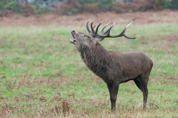 Red Deer Stag Bolving (Cervus elaphus)/Red Deer Stag bellowing for his hinds