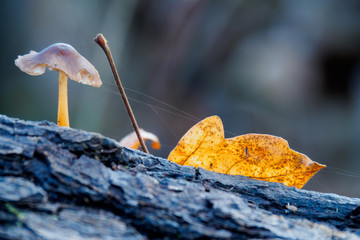 Pilz und Blatt