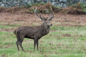 Red Deer Stag (Cervus elaphus)/Red Deer Stag in front of a dry stone wall