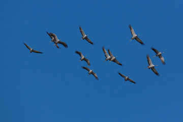vol de grues