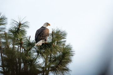 Bald Eagle Back