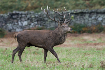 Naklejka na ściany i meble Red Deer Stag (Cervus elaphus)/Red Deer Stag in front of a dry stone wall