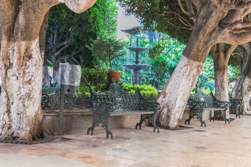 Center park, across from Theatro Juarez, with tile walkway, green iron benches,  tree trunks and other greenery, lining the way, in Guanajuato, Mexico - 191671926