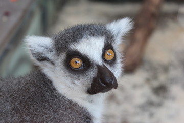 Lemur Catta  portrait