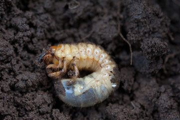 Close up of a European chafer beetle larva in soil