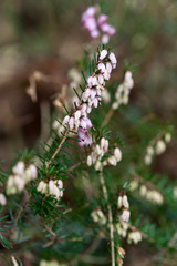 Close up of Calluna vulgaris, common heather, flowering in spring