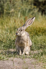 A gray hare in the California bush 