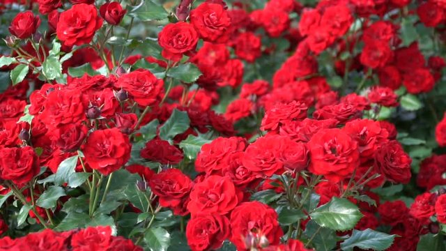 Red Roses on a flowerbed in the spring park