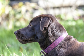 Labrador chocolat dans le jardin