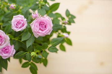 pink rose in pot
