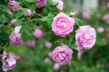 Pink beautiful rose growing in the garden, natural background