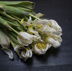 White wilted tulips on the black table